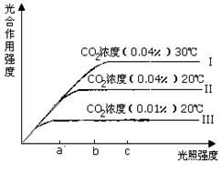 二氧化碳对光合作用强度的影响实验报告