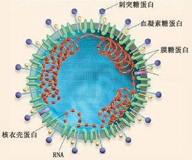 新型冠状病毒的研究进展简要概述内容是什么